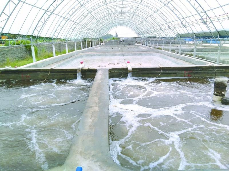 養(yǎng)蝦先養(yǎng)水！養(yǎng)水的關(guān)鍵核心原來(lái)是它！